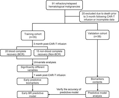 The risk factors and early predictive model of hematotoxicity after CD19 chimeric antigen receptor T cell therapy